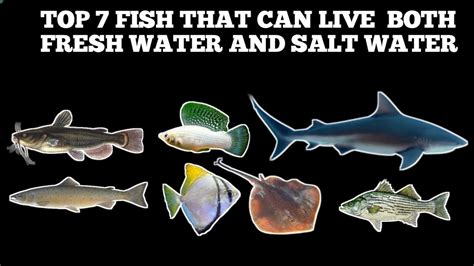 What is it called when a fish can live in both freshwater and.
